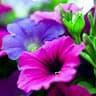 Vanitha B