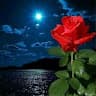 Ahmad Amer