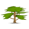 Allied C logo