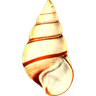 TopShell logo