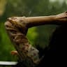 Shubhra S