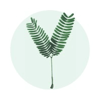 Prosopis inc