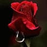 Red Rose