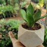 SRAVANI TENALI